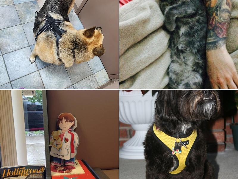 Four Corners Veterinary Practice