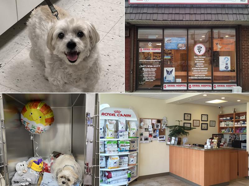 Hylan Animal Hospital