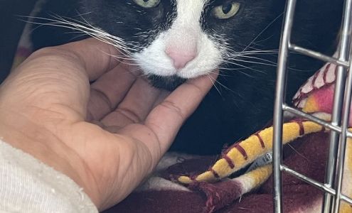 Animal Clinic of Bay Ridge: Ibrahim N DVM