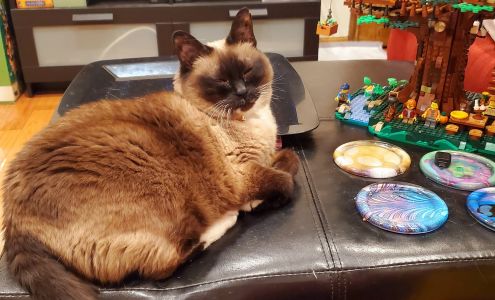 Astoria Veterinary Group