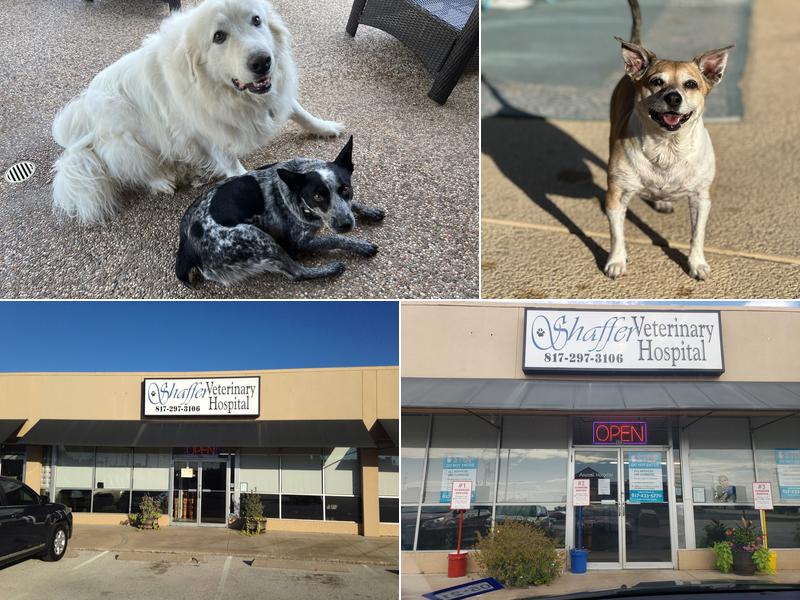 Shaffer Veterinary Services
