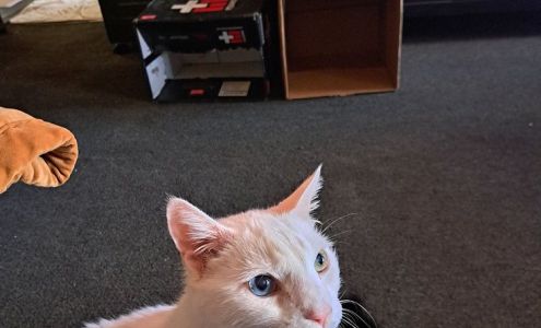 Animal Clinic of Queens Flushing