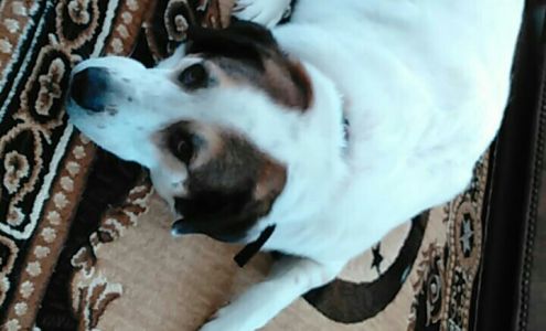 Esse Veterinary Clinic Kenedy