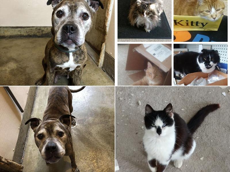 Family Veterinary Practice