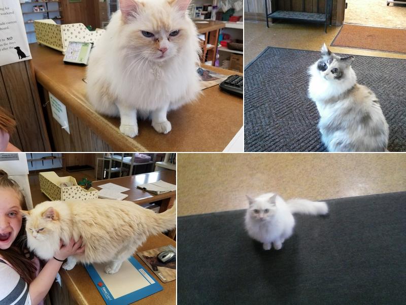 Family Veterinary Practice