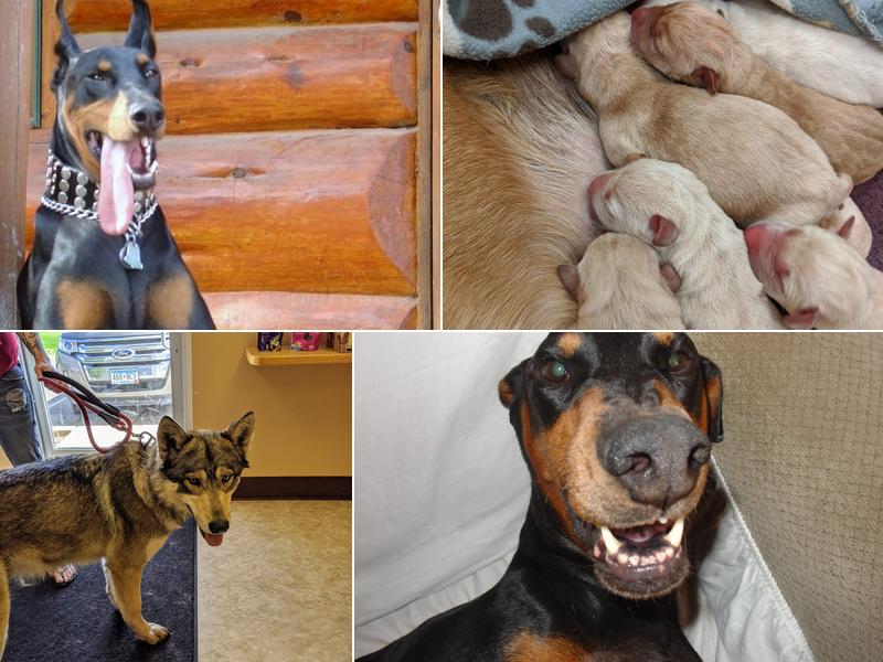 Williams Michael H DVM