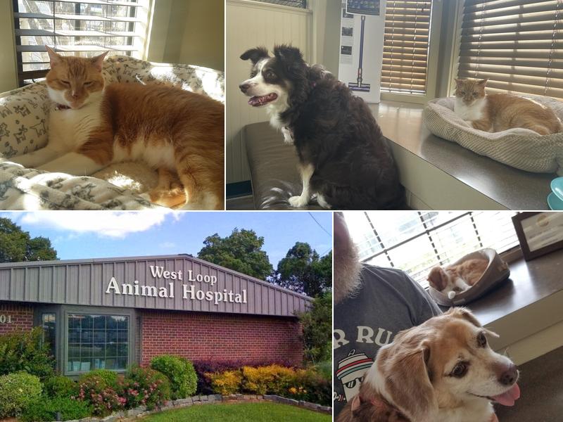 West Loop Animal Hospital