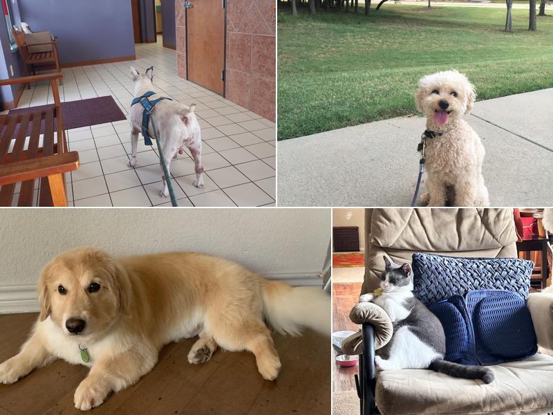 Coit Hedgcoxe Animal Hospital