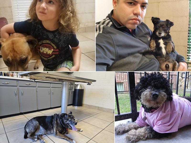 Rockwall Veterinary Hospital: Loftis J David DVM