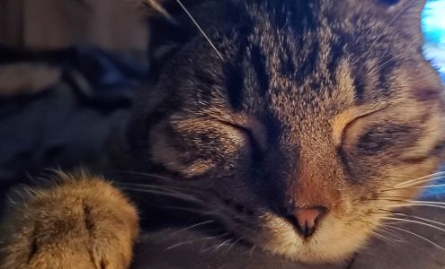 Eastview Animal Hospital Ottumwa