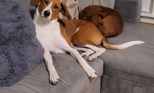 The Village Vet Fairfield