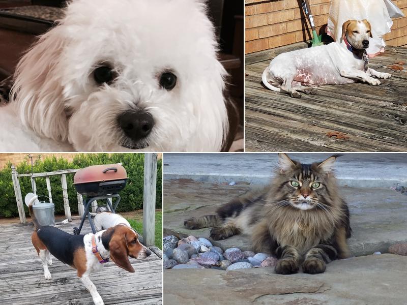 Lucas Veterinary Hospital