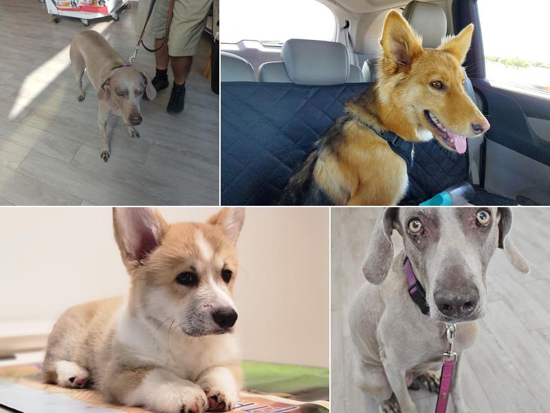 Animal Crossing Veterinary