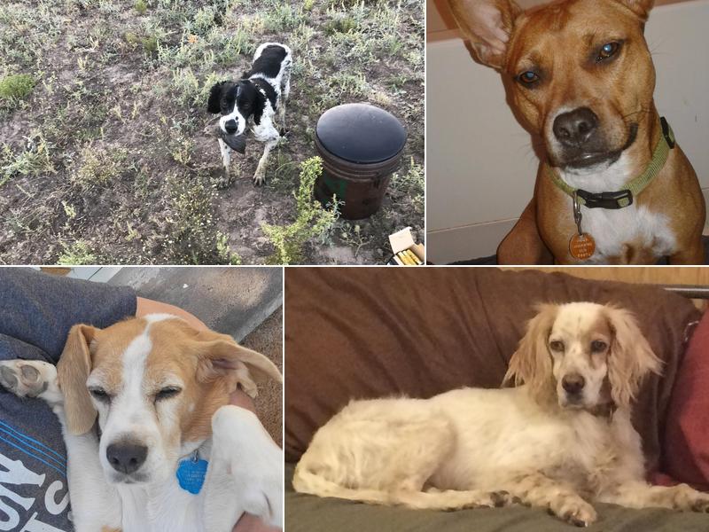 HORNE VETERINARY SERVICE