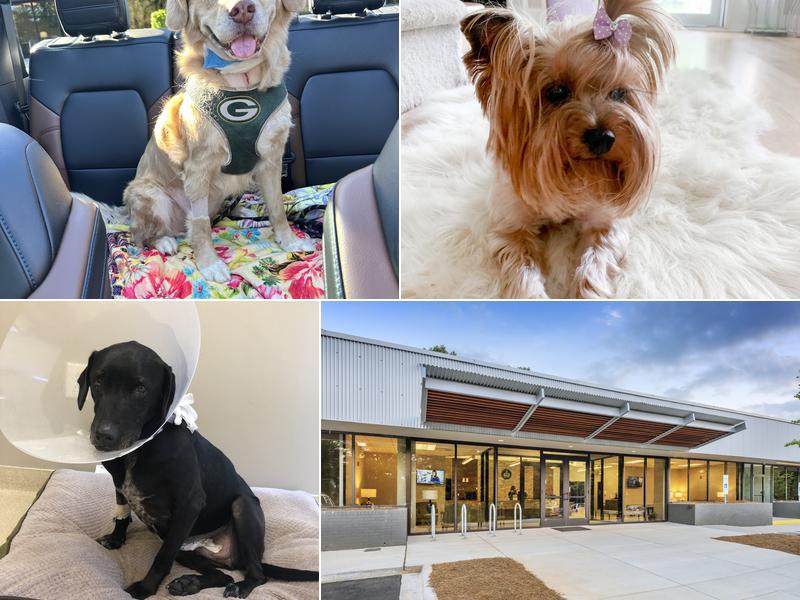 CARE | Charlotte Animal Referral & Emergency