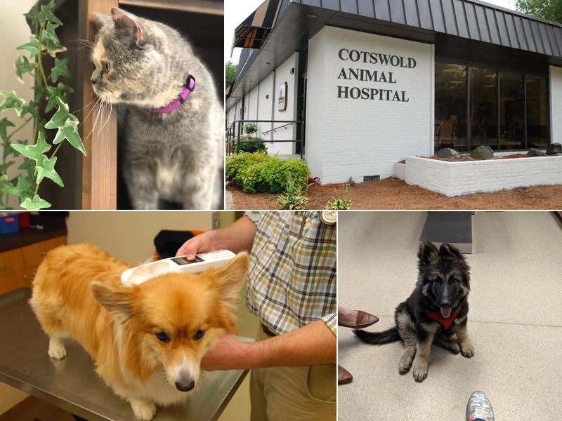 Cotswold Animal Hospital