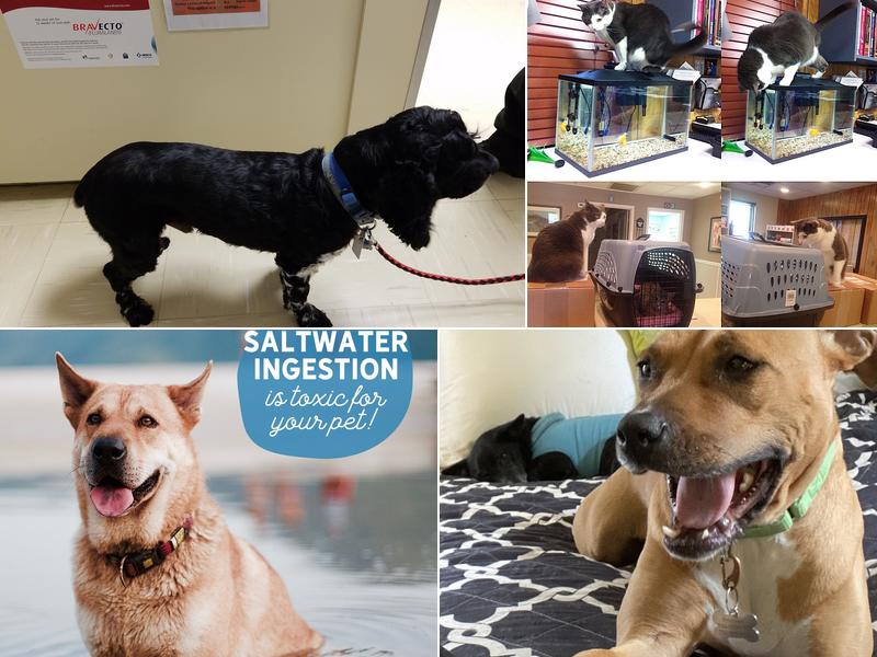 Compassionate Care Veterinary Hospital of Charlotte