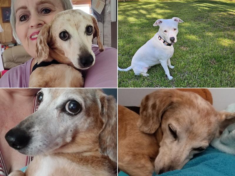 Central Providence Veterinary Hospital