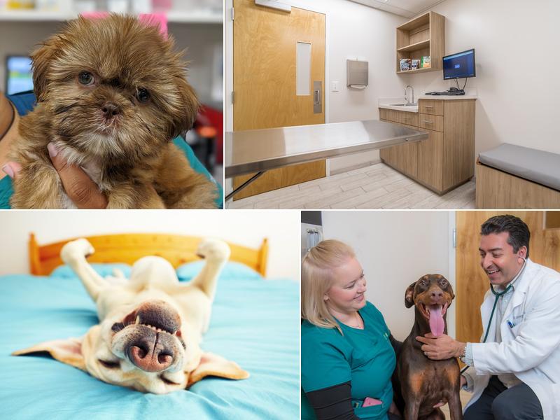 Oak Heart Veterinary Hospital at Dixie Trail