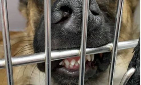 Spay Neuter Assistance