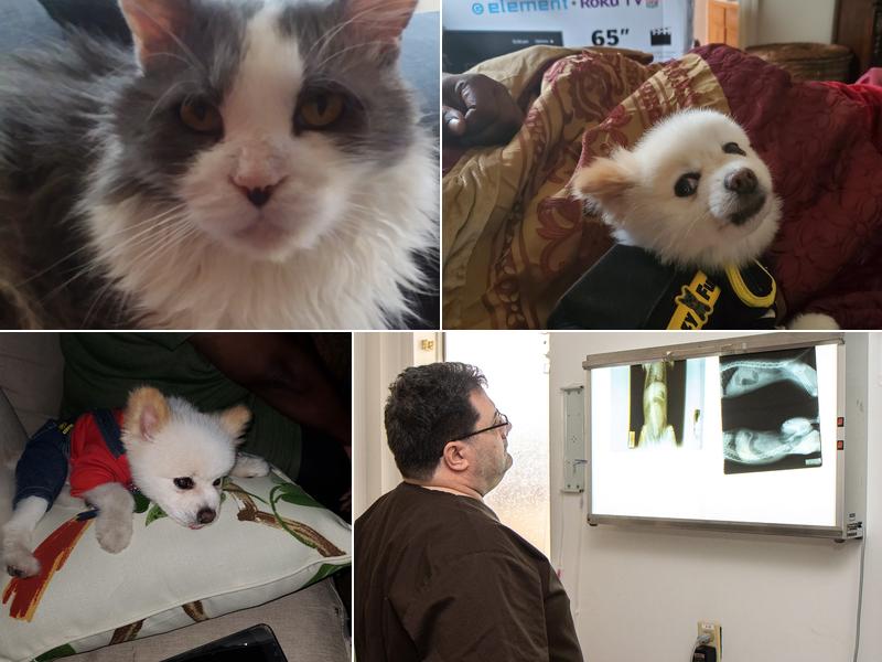 Ansede Animal Hospital