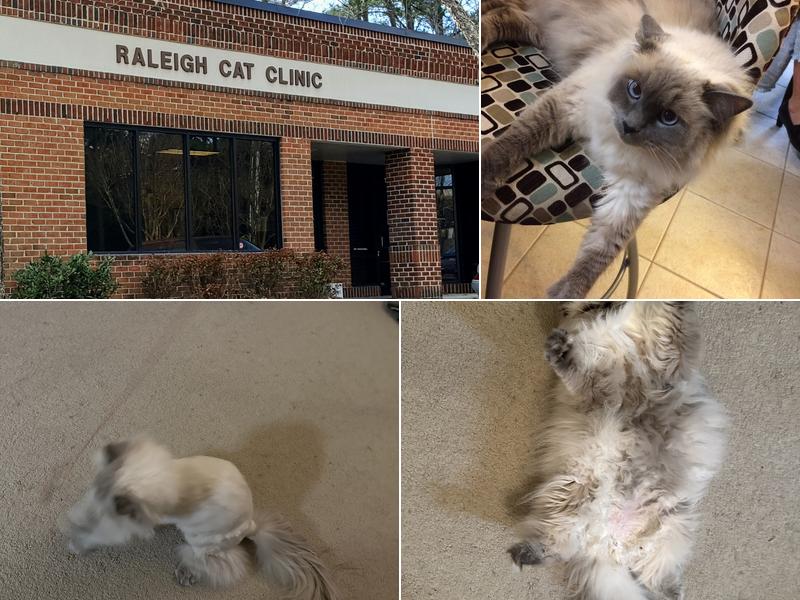 Raleigh Cat Clinic