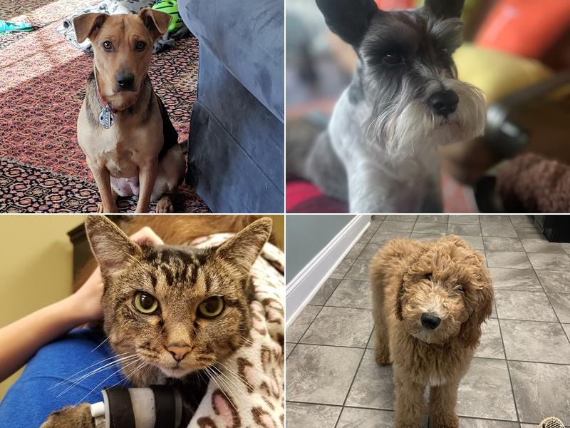 Hemlock Bluffs Animal Hospital