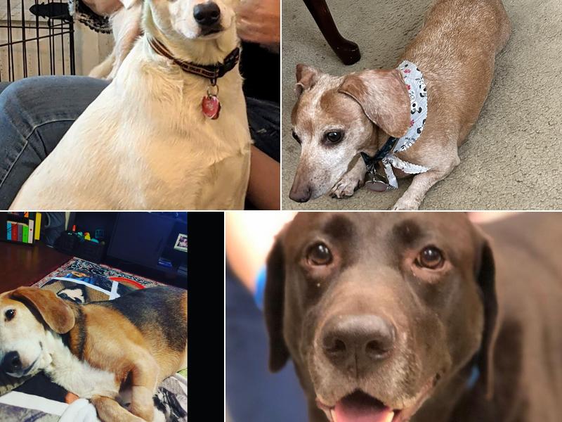 Triangle Veterinary Referral Hospital of Holly Springs