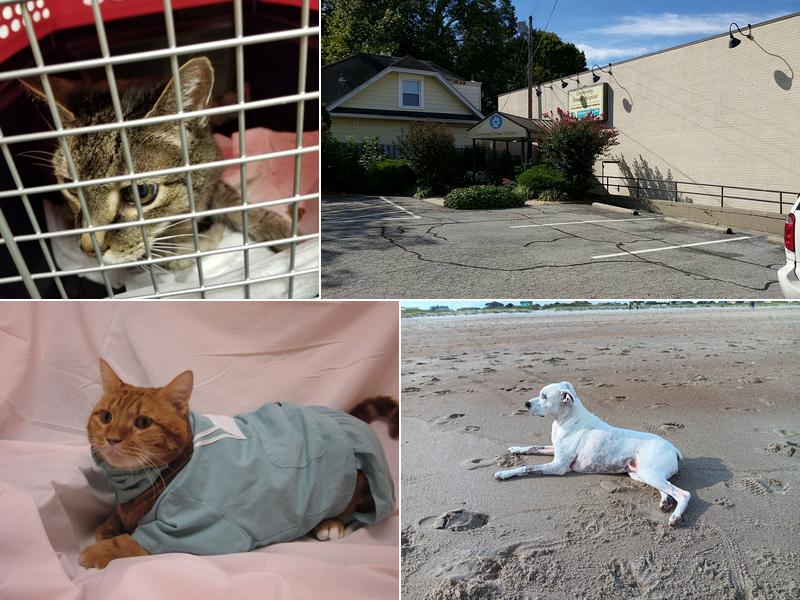 University Animal Hospital of Greensboro PLLC