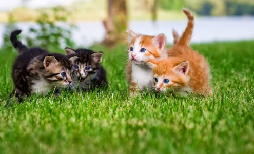 Carolina Veterinary Specialists