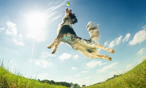 Northeast Veterinary Hospital