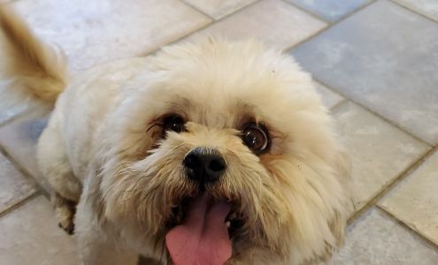 College Avenue Animal Clinic 200 College Ave, Levelland Texas 79336