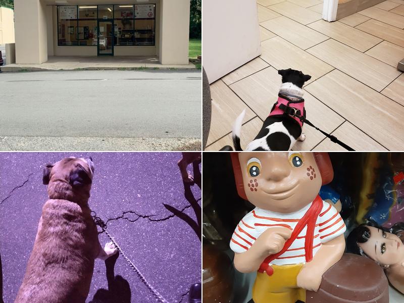 Academy Veterinary Hospital