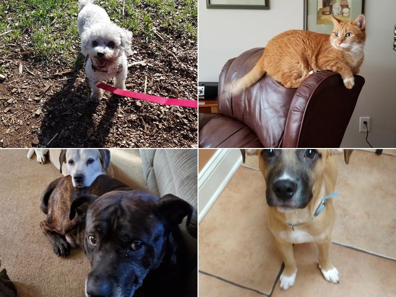 Piedmont Veterinary Clinic