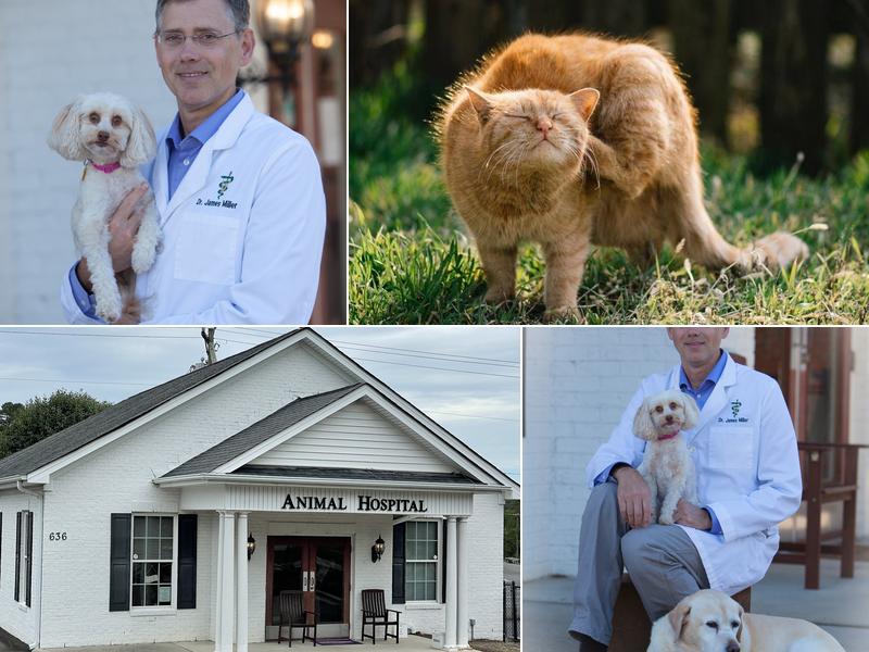 North Churton Animal Hospital