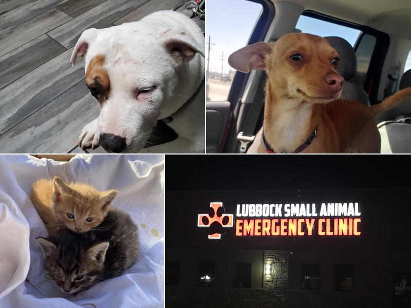 Small Animal Emergency Clinic