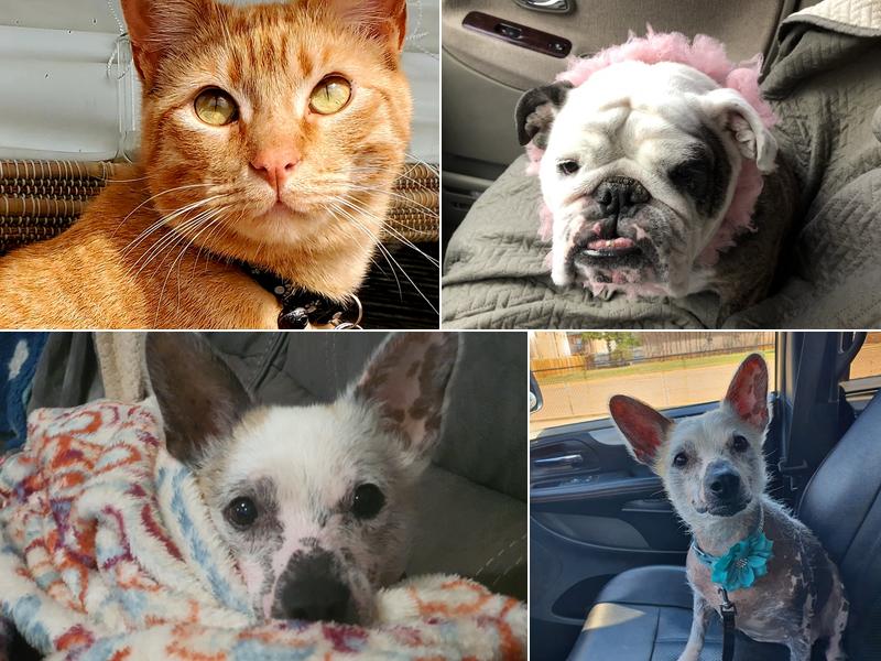 Ark Hospital for Pets