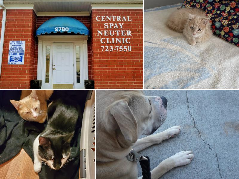 Central Spay Neuter and Wellness Clinic