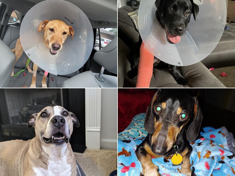 Carolina Veterinary Specialists