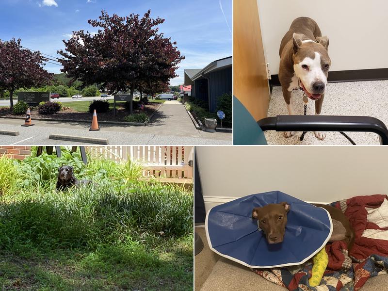 Oldtown Veterinary Hospital