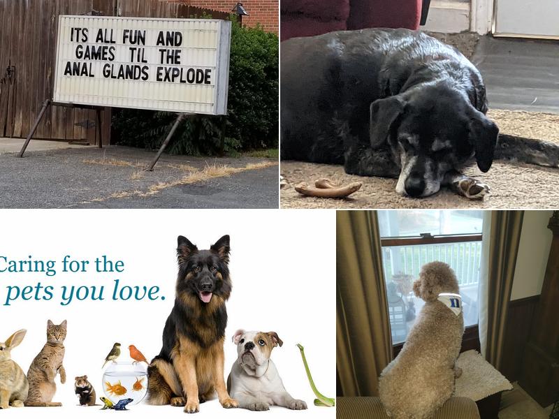 Arcadia Veterinary Hospital