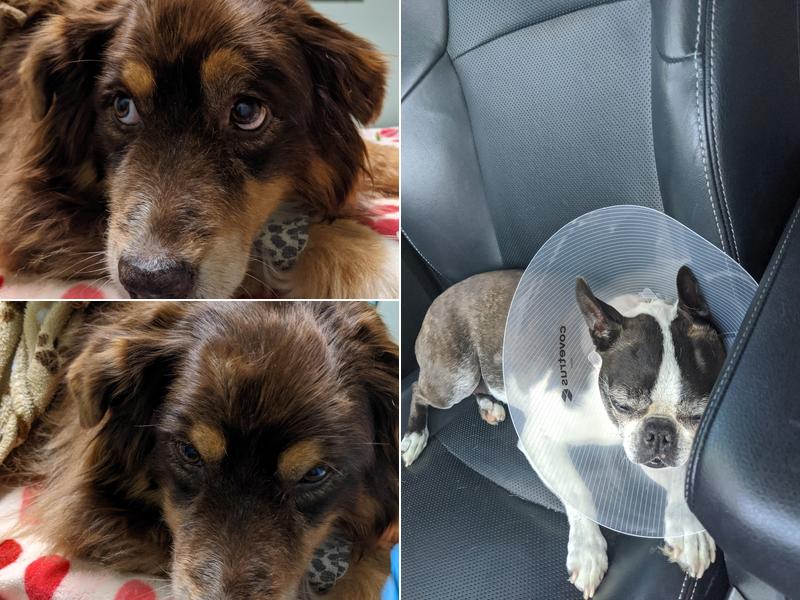 Animal Emergency & Trauma Center: Skeen Todd DVM