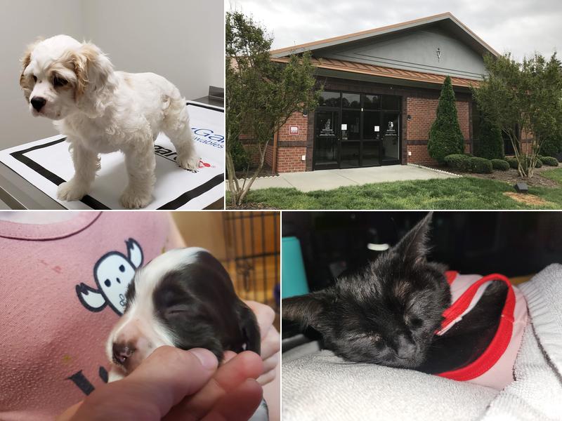 Hickory Tree Veterinary Hospital