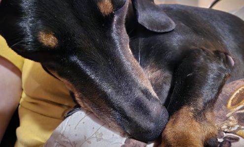 West Animal Clinic 416 T M W Pkwy, West Texas 76691