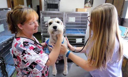 Cumberland Animal Hospital Pa