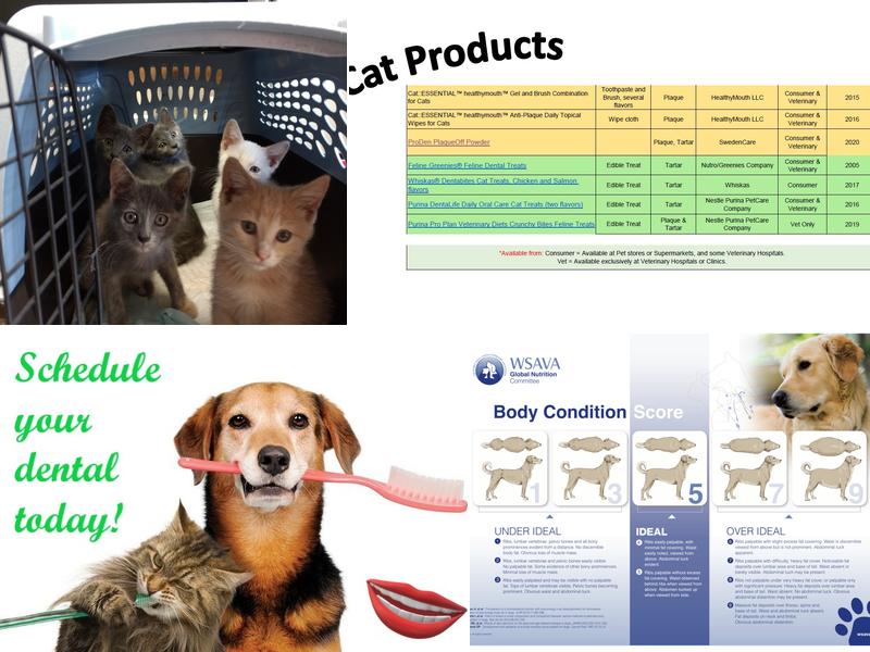 Marcus/Remsen Veterinary Clinic