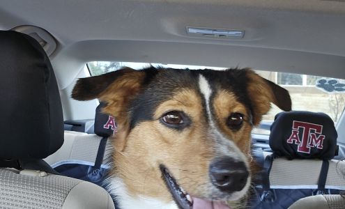 Temple Veterinary Hospital Medical and Surgical Center Temple