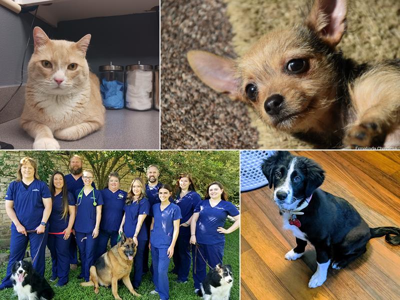 Loop 363 Animal Hospital