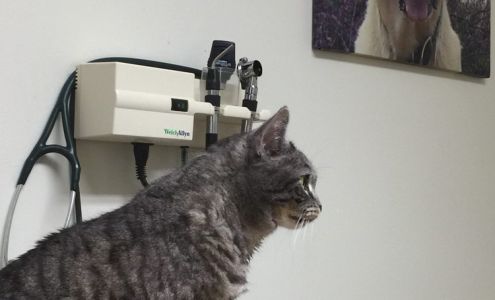 Sandra Albright, DVM