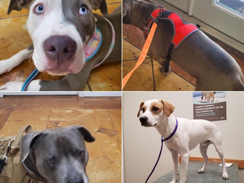 Lakewood Veterinary Center